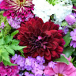 Meet your Posher, Sydney